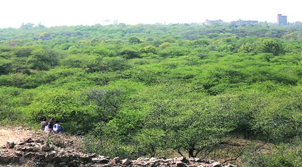Non-forest land used for compensatory afforestation in Delhi not declared protected: RTI