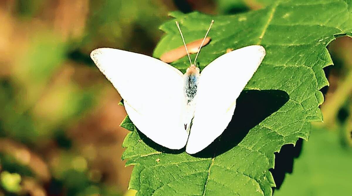 60 species identified in Aravallis in Haryana’s first butterfly survey