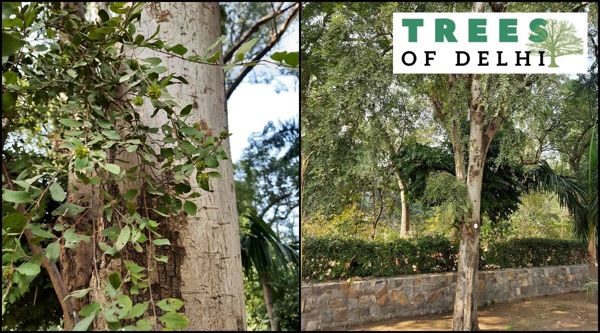 With invasive species and soil degradation, Delhi is slowly losing its dhau trees