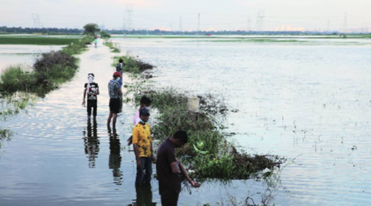 NGT directs Delhi, Haryana to enforce Najafgarh jheel restoration plan