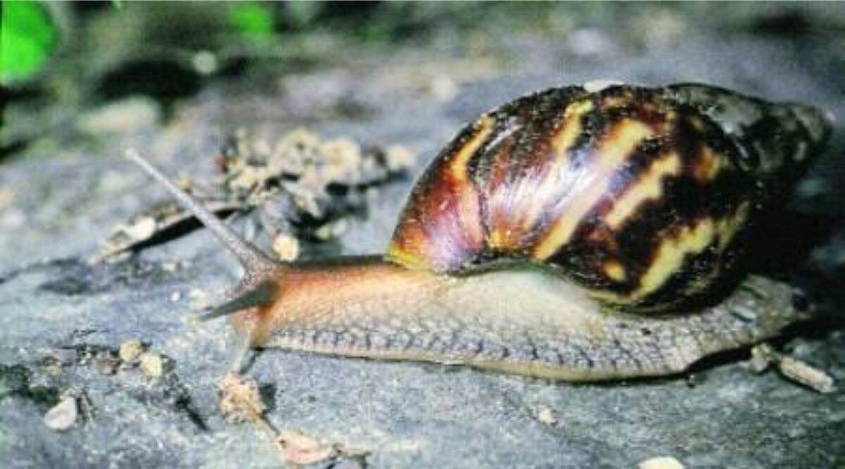 Rapid urbanisation and poor land-use affected snail population, species diversity, shows study