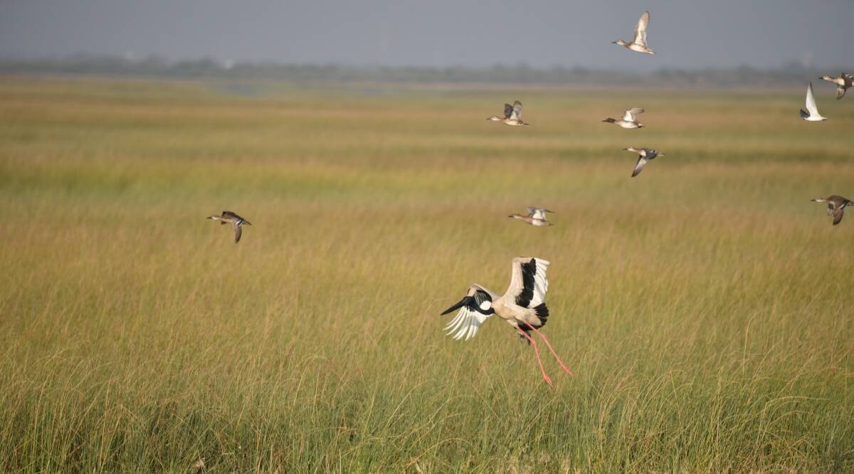 Census records black-necked storks in Porbandar, finds 3.26 lakh birds of 117 species