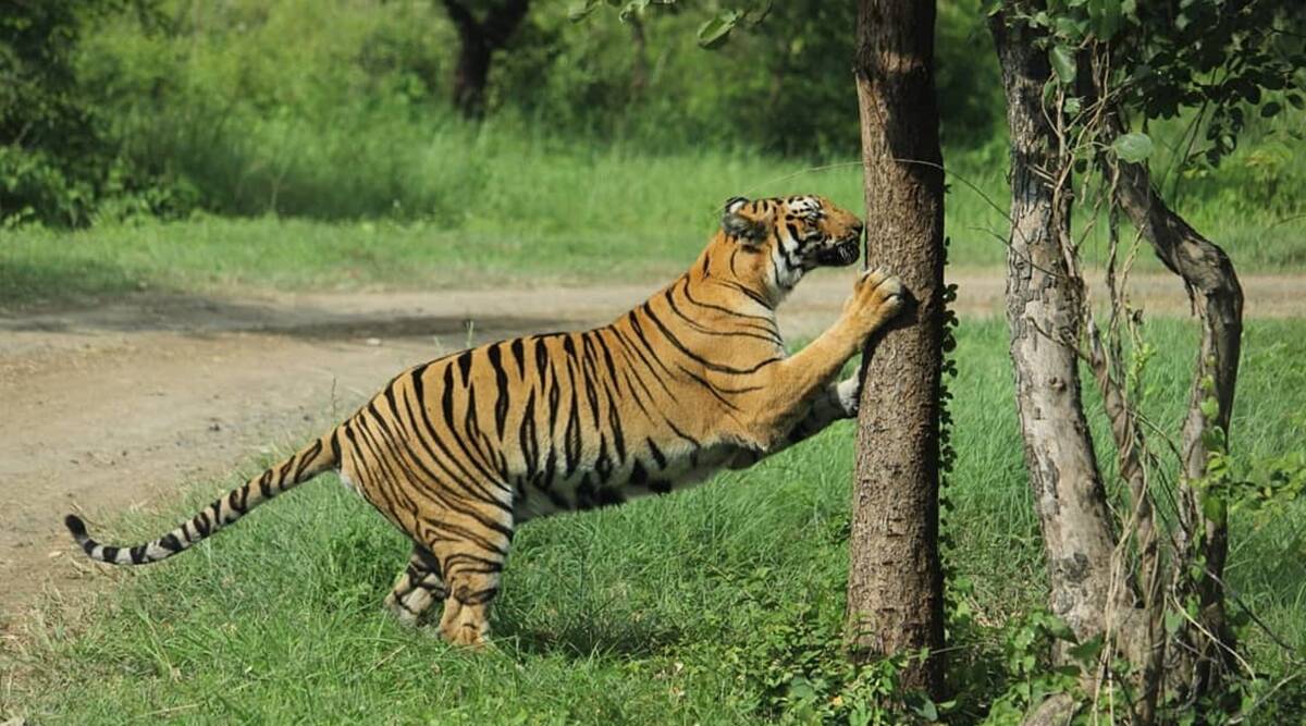 Nagpur to get a 100 crore African wildlife safari soon