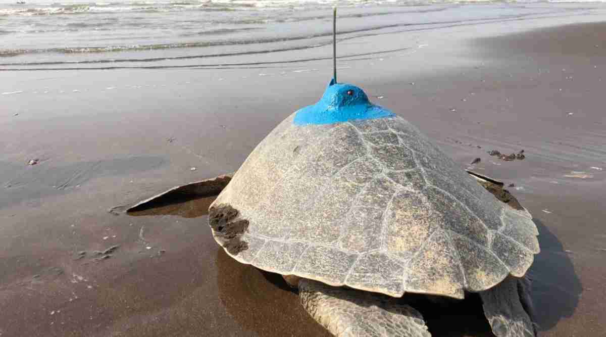 Prohibited Casuarina plantations regulate temperature in Olive Ridley turtle nests: study