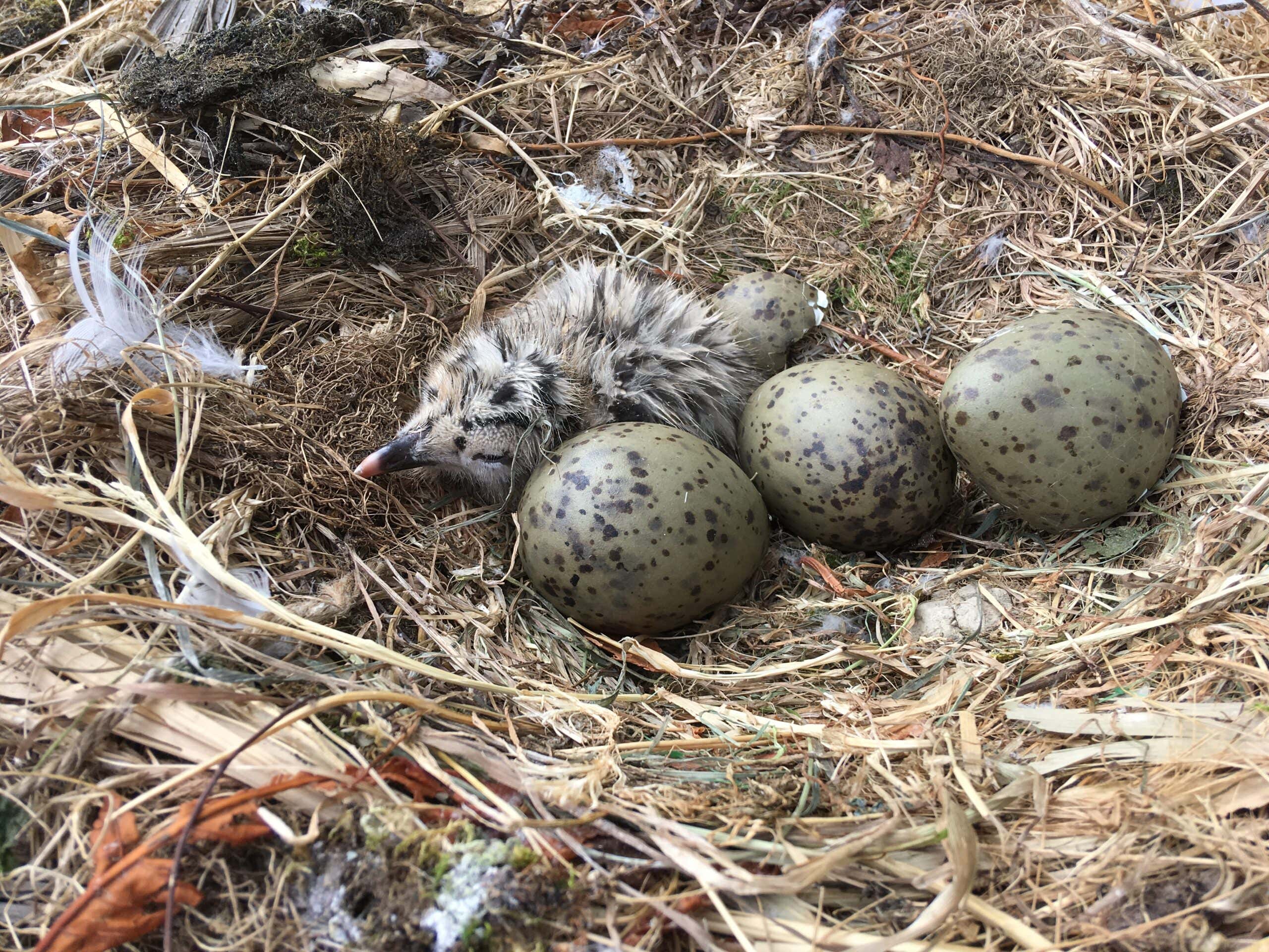 Seagull eggs in the UK have been contaminated with plastic additives