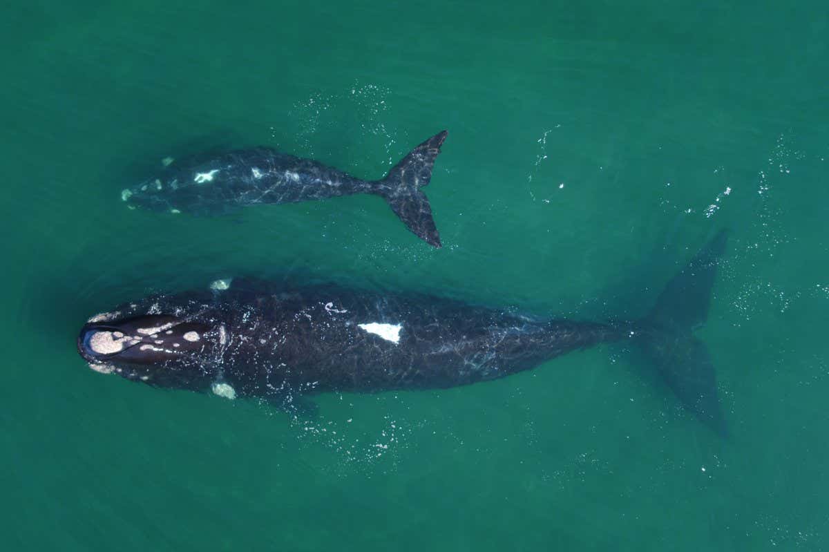 Climate change could slow recovery of southern right whales