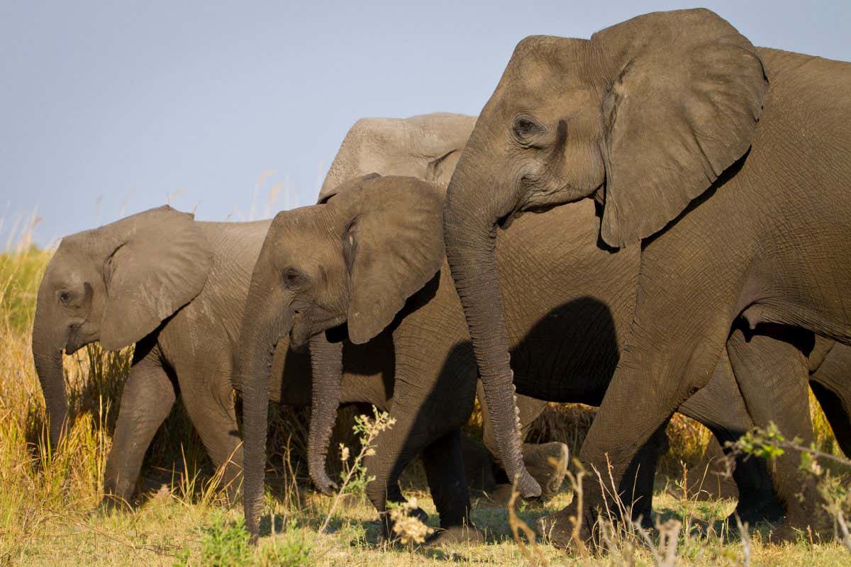 Female African elephants evolved to lose tusks due to ivory poaching