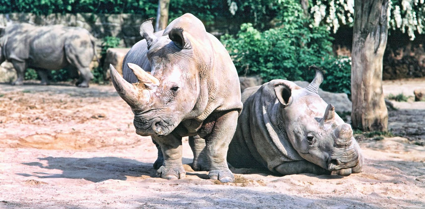 Only two northern white rhinos remain, and they're both female – here's how we could make more