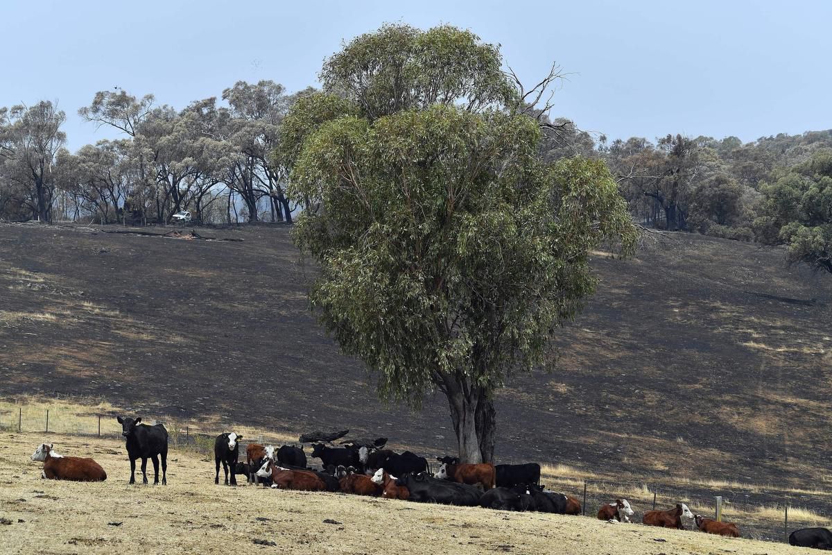 How the wildfires will impact what Australians eat and wear
