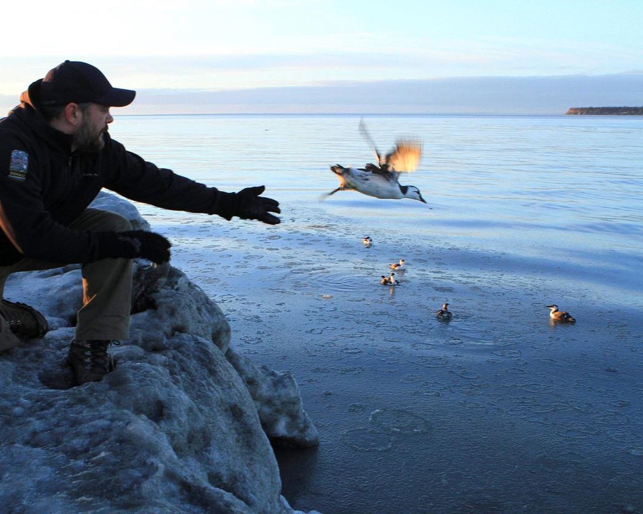 Researchers tie massive Pacific seabird die-off to heat wave