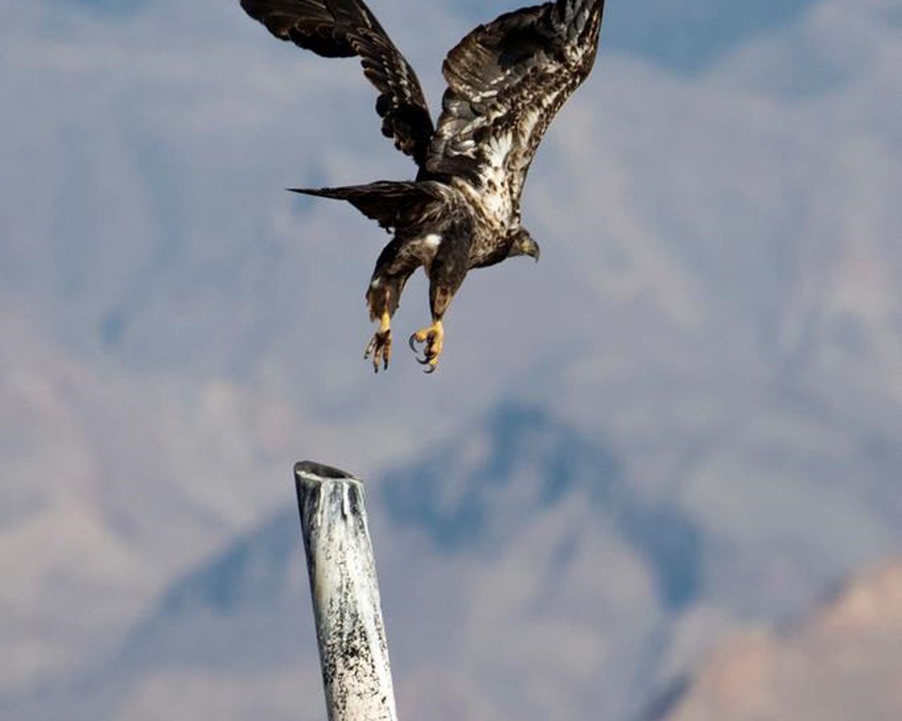 Yearly survey tallies 123 eagles in lakes Mead, Mohave area