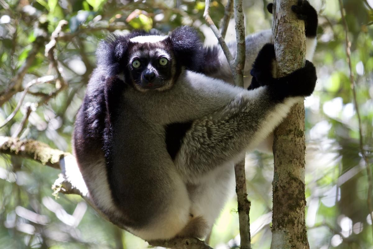 What the lemurs taught me about enduring a pandemic