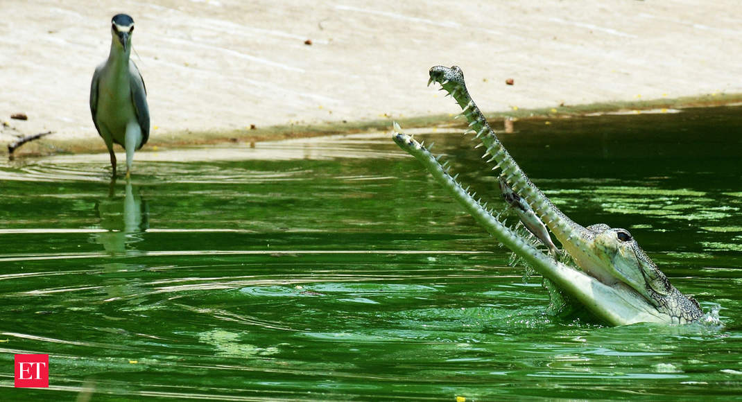 Extinction watch which species may vanish & why Gharial