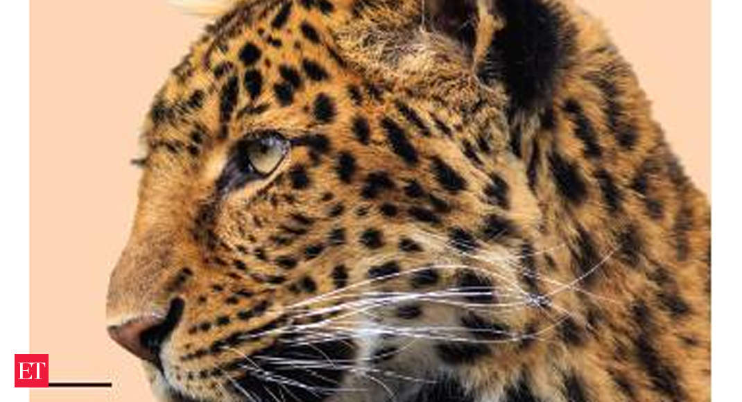 Extinction Watch: Amur Leopard, only 100 in the wild