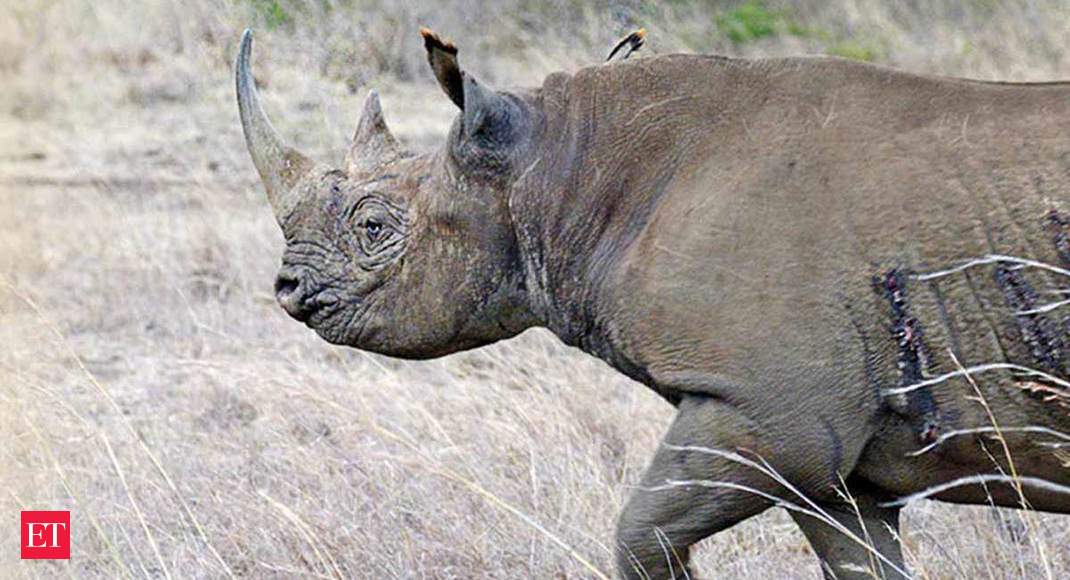 Extinction watch: Rhinoceros, hunted for its horn