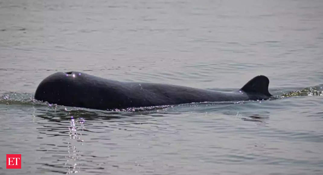 IIT Madras' dredging methodology helps Odisha's Chilika Lake to triple Irrawaddy Dolphin population