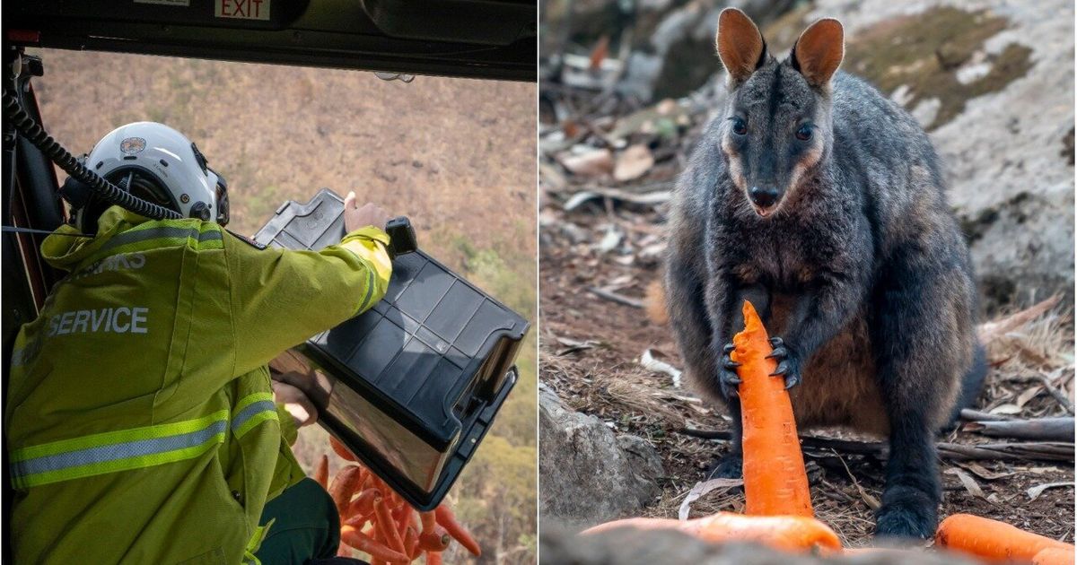 ‘Operation Rock Wallaby’ Airdrops Food To Australia’s Fire-Affected Animals