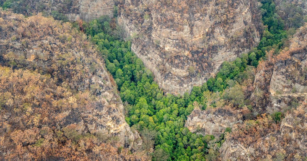 In Rare Good News, Australia Says Endangered ‘Dinosaur Trees’ Saved From Devastating Fires
