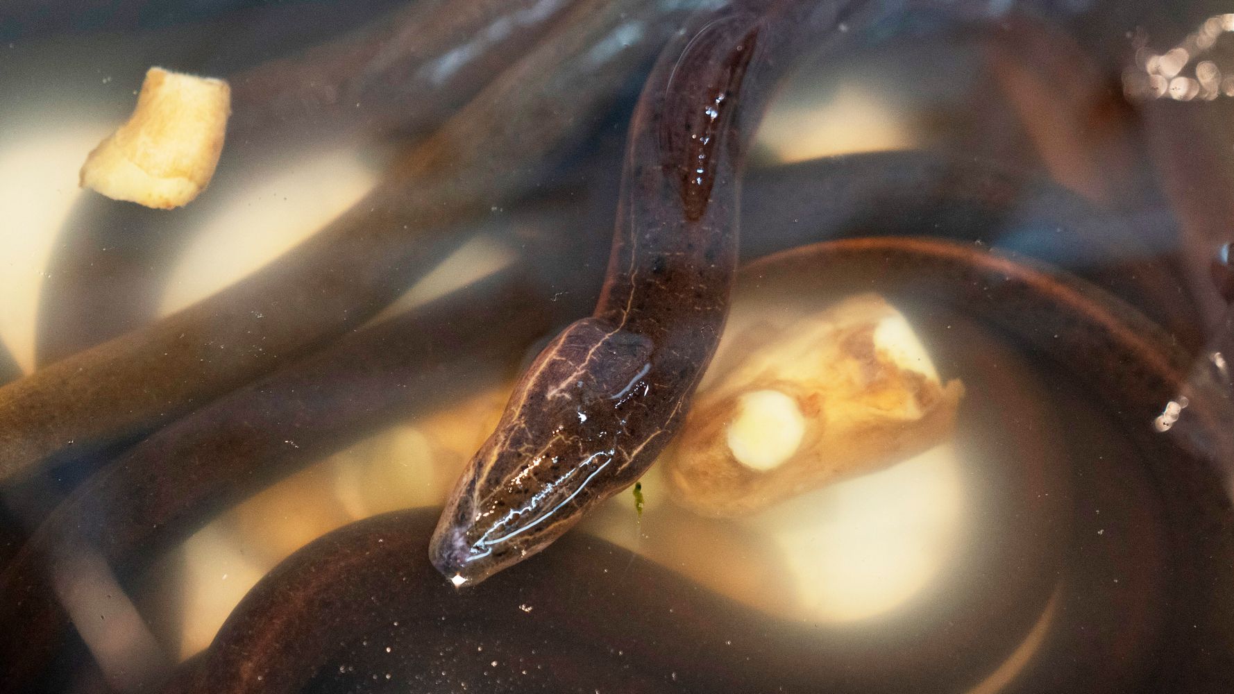 'Big Pile' Of Live Eels Dumped In Lake In NYC Park; Impact Not Yet Known