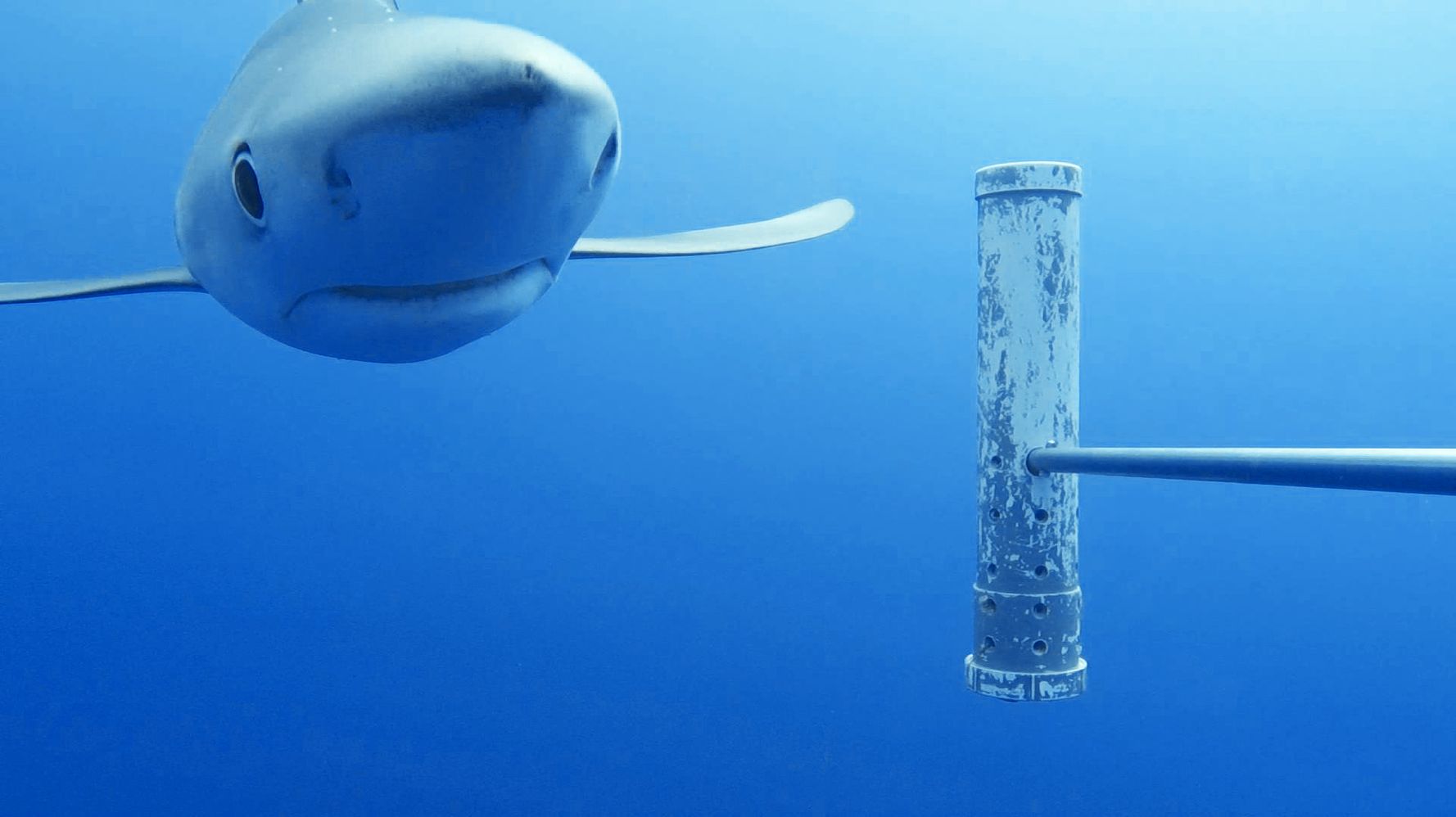 UK To Fund Underwater Camera Network To Monitor Deep Ocean Wildlife