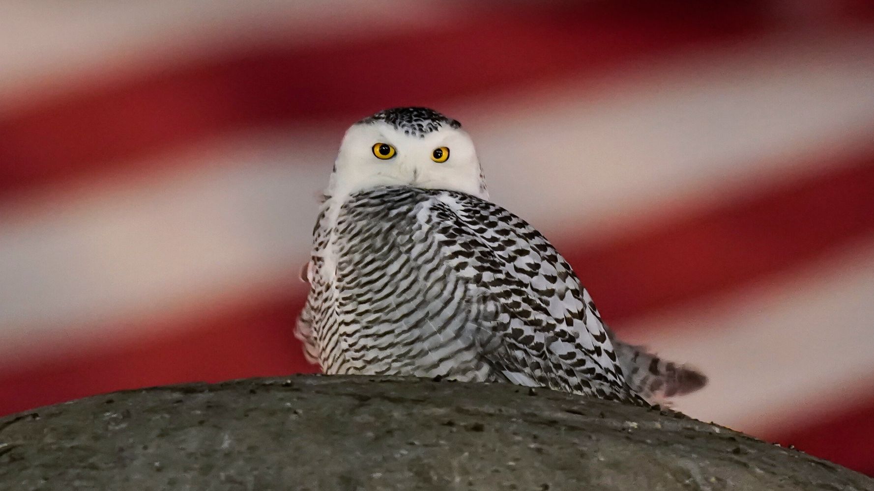 Rare Snowy Owl Soars Over Washington, Thrills Crowds