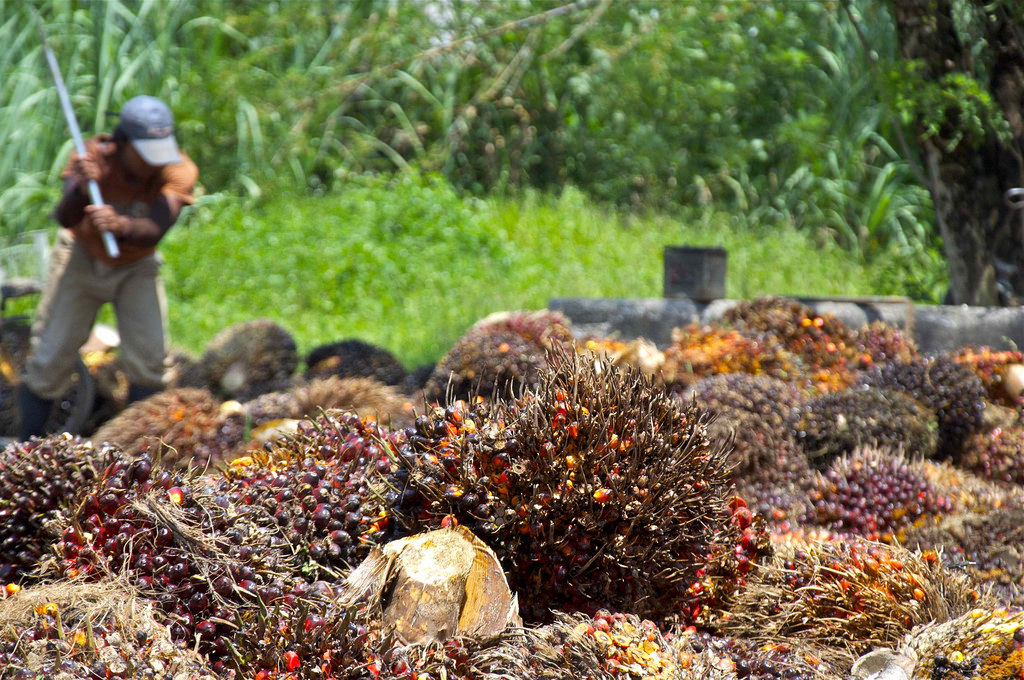 為了降低碳排量而砍樹？印尼棕櫚樹產業成就經濟衝擊雨林