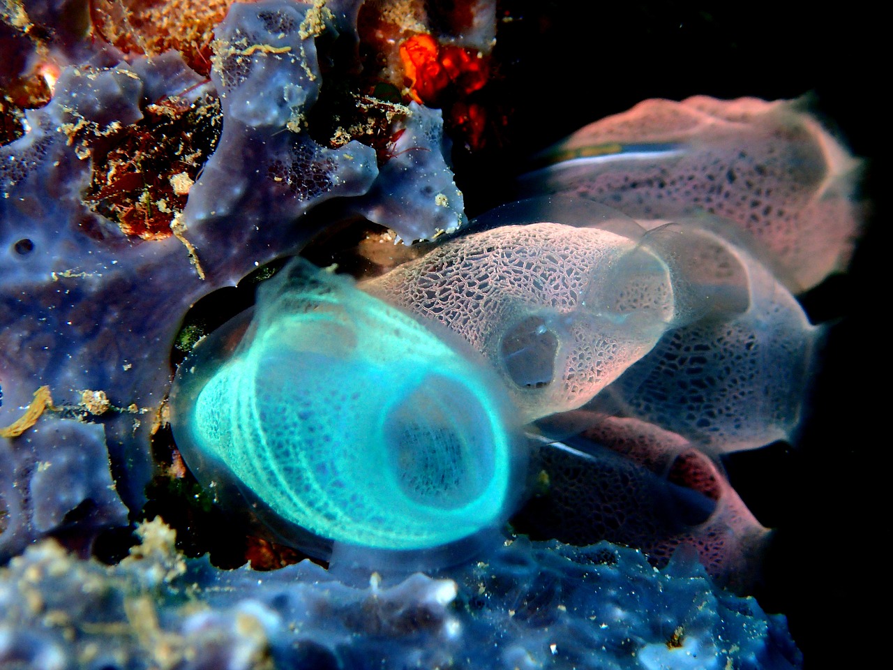 海洋汙染惡化，研究人員發現「海鞘」能追蹤塑膠微粒