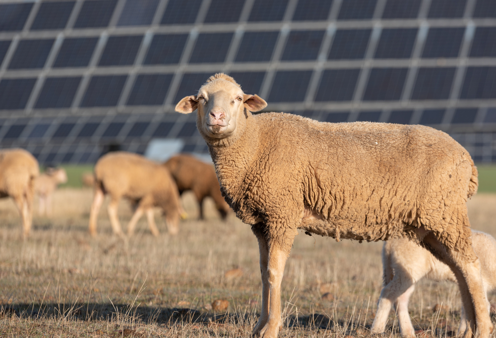 可愛擔當兼天然除草機，太陽能電廠雜草找「綿羊」來就對了