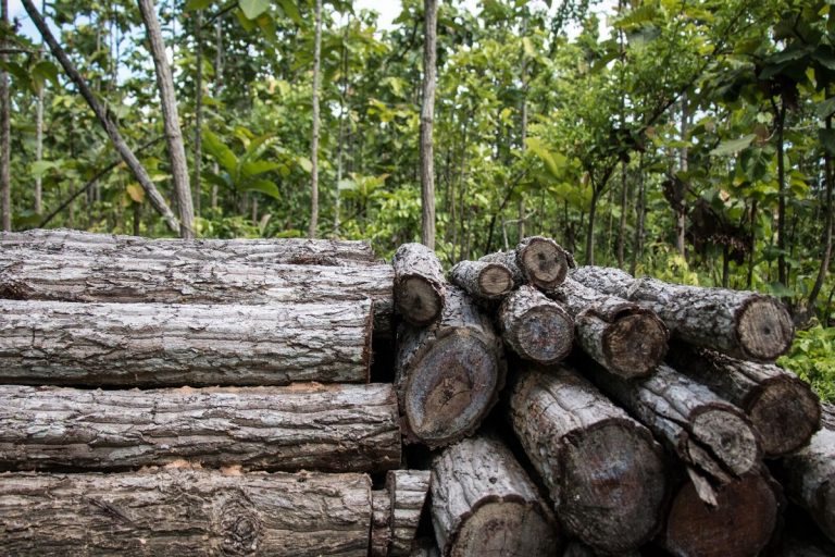 China’s revised forest law could boost efforts to fight illegal logging
