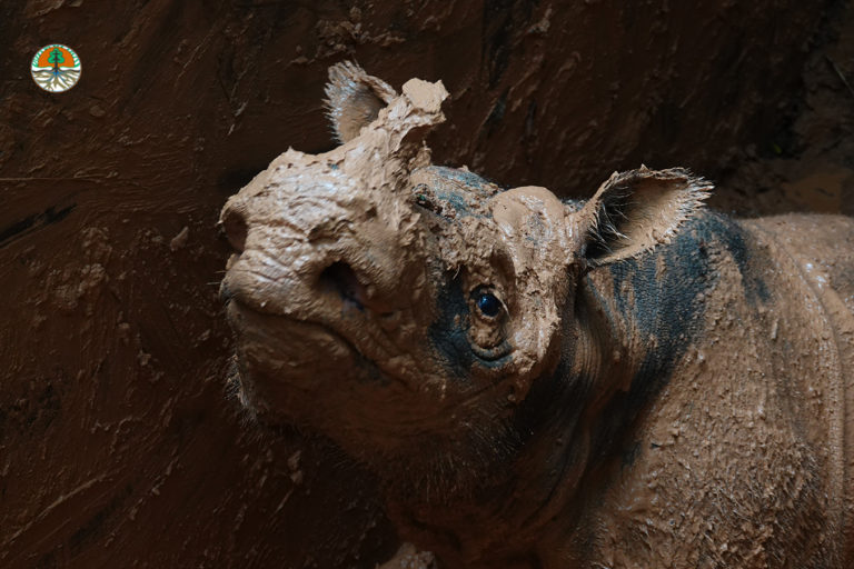 COVID-19 halts matchmaking attempt for female Sumatran rhino in Borneo