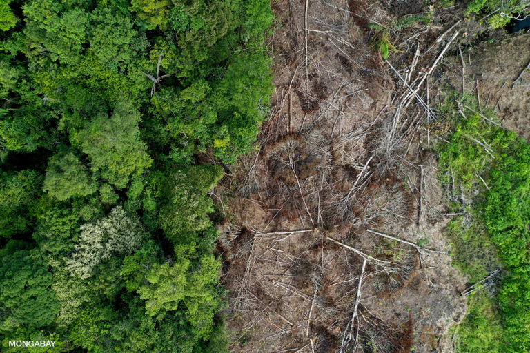 Where is the money? Brazil, Indonesia and Congo join forces in push for rainforest protection cash