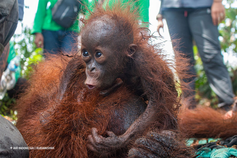 Burning and bullets: Forest fires push Bornean orangutans into harm’s way