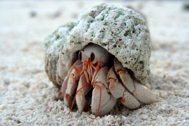 Plastic trash kills half a million hermit crabs on remote islands each year