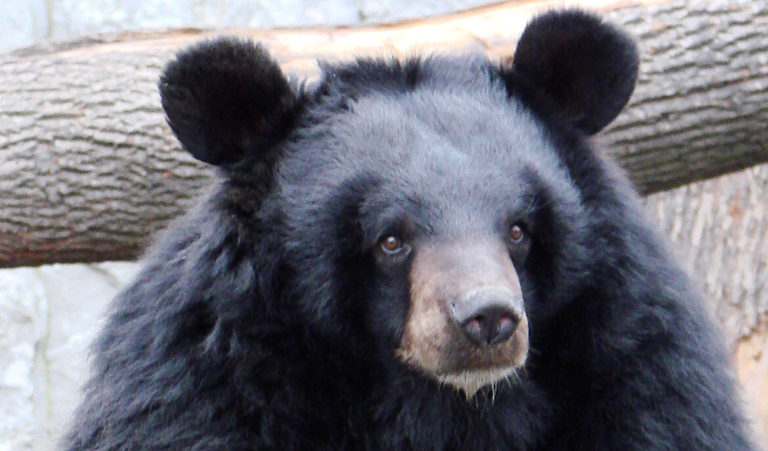 Chinese government reportedly recommending bear bile injections to treat coronavirus