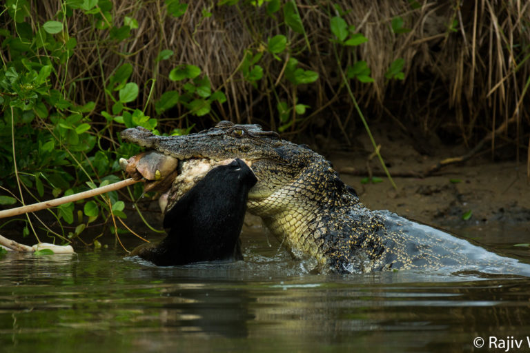 Photos: Up close with the saltwater crocs of Sri Lanka’s Nilwala River