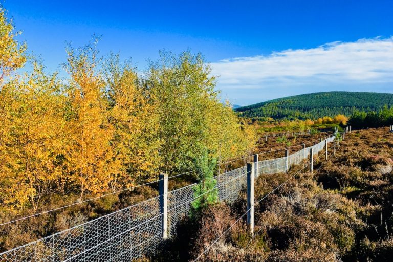 In the Scottish moorlands, plots planted with trees stored less carbon than untouched lands: Study