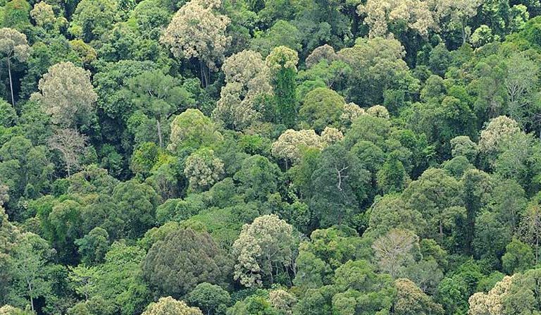 Hotter tropics may worsen climate change, reforestation could lessen it: Studies