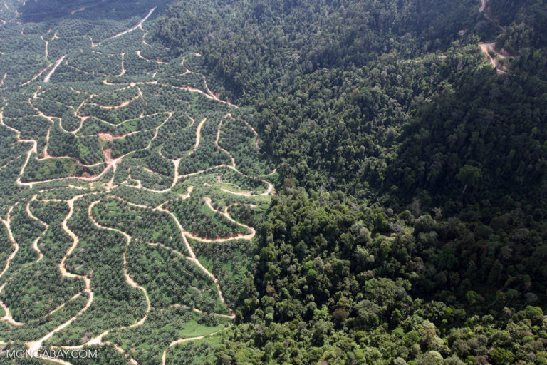 JPMorgan Chase expanding deforestation policies under shareholder pressure