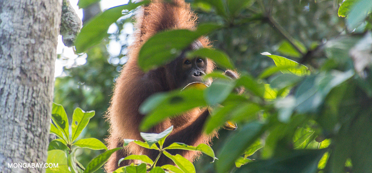 Forest patches amid agriculture are key to orangutan survival: Study