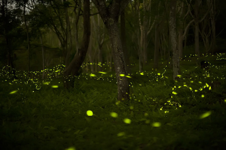 New assessment shines a light on the state of North America’s fireflies