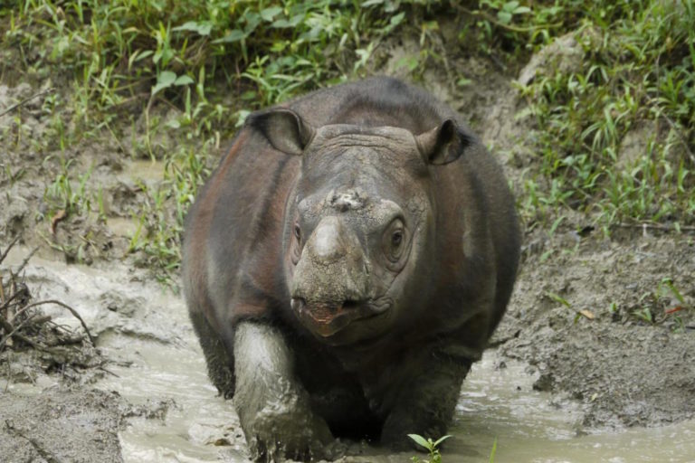 Stem cells may make ‘impossible possible’ for near-extinct Sumatran rhino