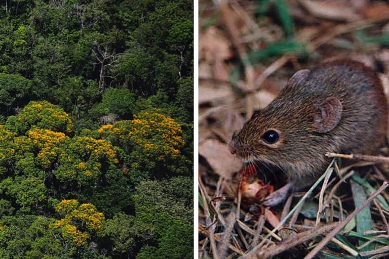 Hantavirus study shows restoring forests can reduce zoonotic disease risk