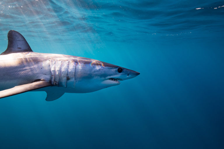 Advocates welcome halt to shortfin mako shark fishing, call for longer ban