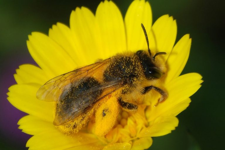 Can we save the bees? Absolutely. Let’s start with the natives (commentary)