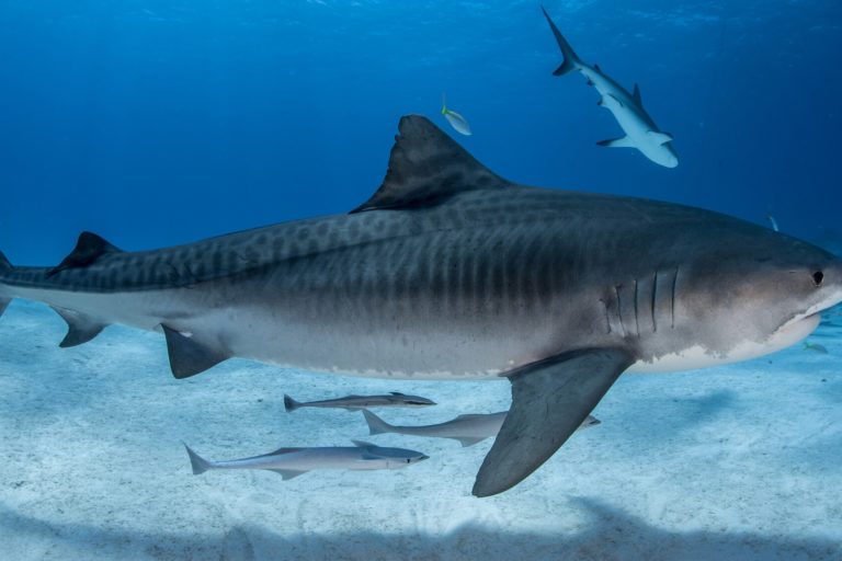 Geneticists have identified new groups of tiger sharks to protect