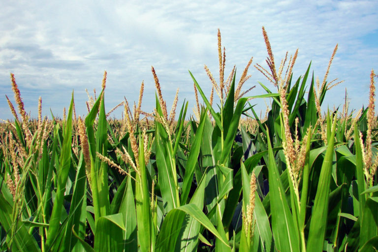As its topsoil washes away, the Corn Belt is losing yields — and carbon