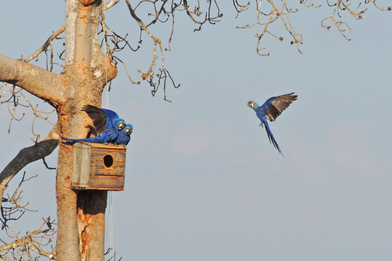 Habitat loss, climate change send hyacinth macaw reeling back into endangered status