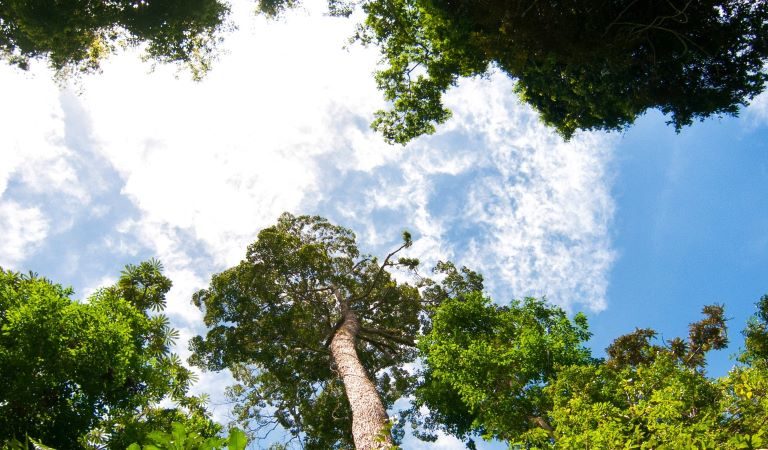 Net-zero commitments must include more anti-deforestation policies, UN tells private sector