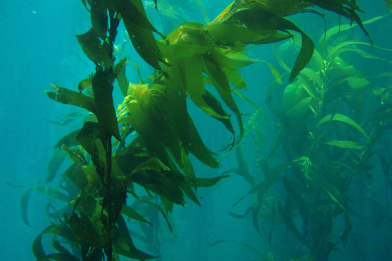 Scientists strive to restore world’s embattled kelp forests