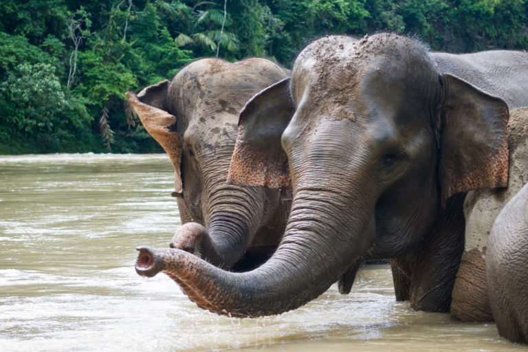 Podcast: With less than 10 years to save Sumatran elephants, what’s being done?